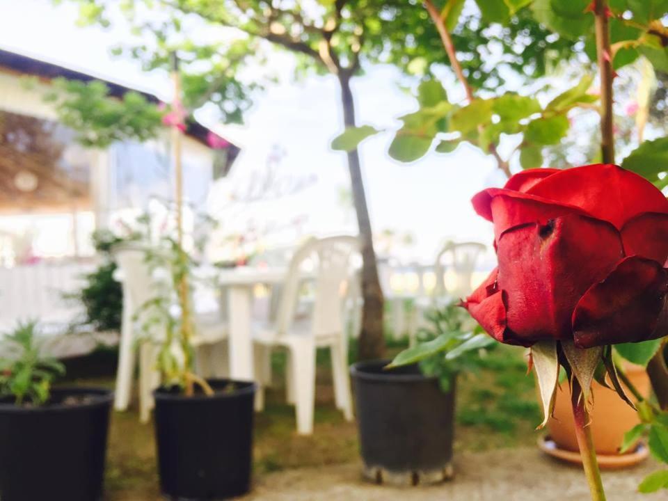 una rosa roja sentada junto a unas macetas en Kompleksi Turistik EDIR, en Orikum
