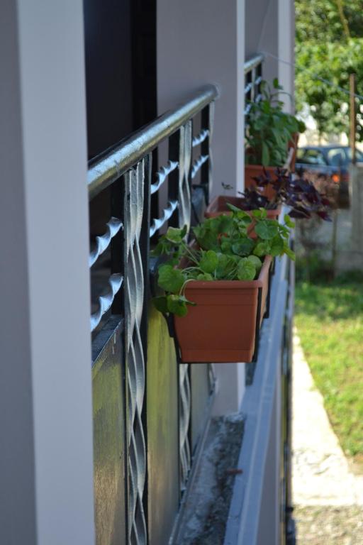 Zahrada ubytování Shalva Apartment