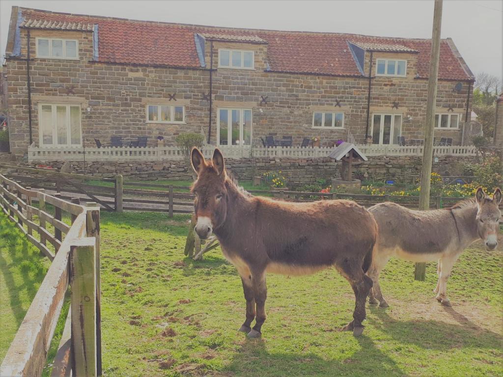 due asini in piedi in un campo di fronte a una casa di Meadowbeck Holiday Cottages a Whitby