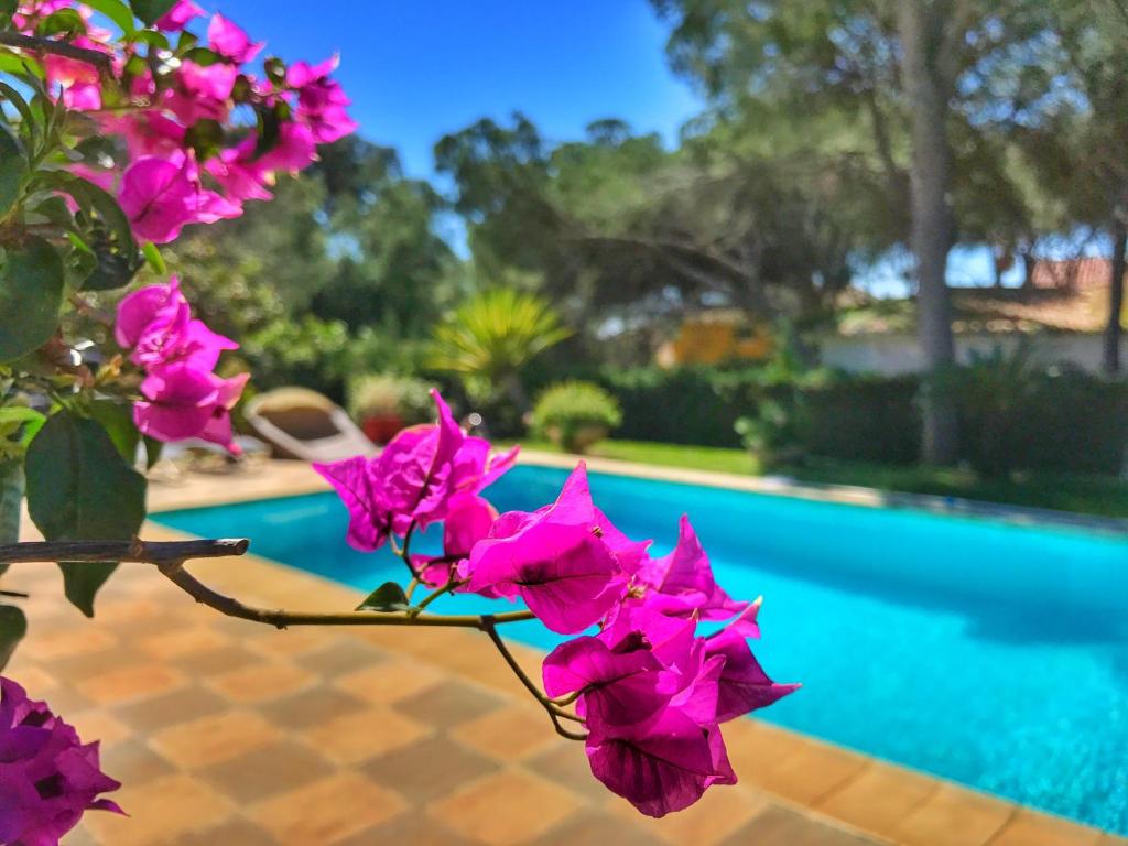 El Nácar Bed & Breakfast في مربلة: حفنة من الزهور الزهرية بجوار حمام السباحة