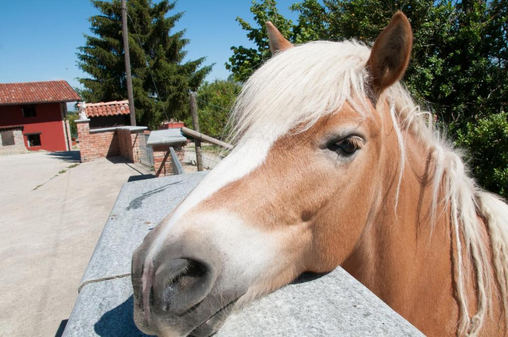 a close up of a horse looking over a fence at Cascina La Romana in Dogliani