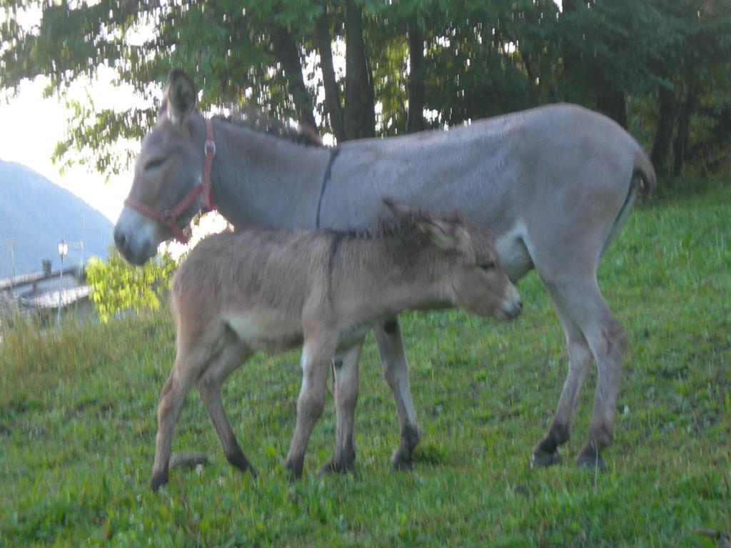 Zvířata v farmy nebo okolí