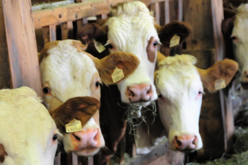 Zvieratá na farme alebo blízkom okolí