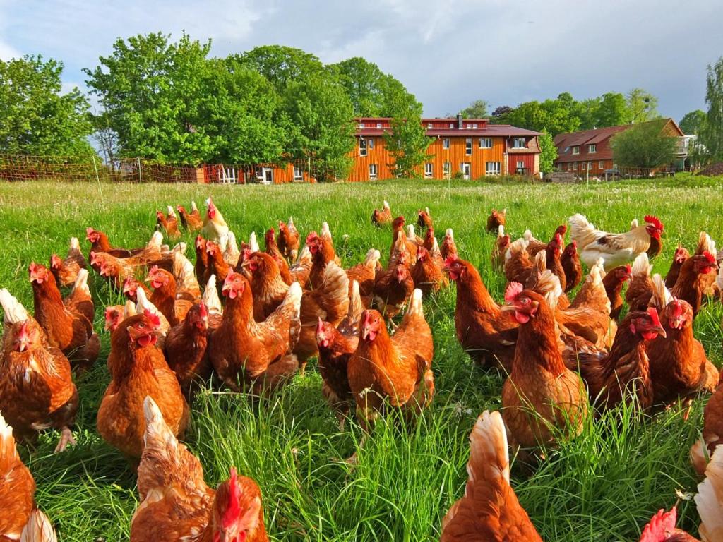 un grupo de pollos parados en un campo en Biohof Medewege en Schwerin