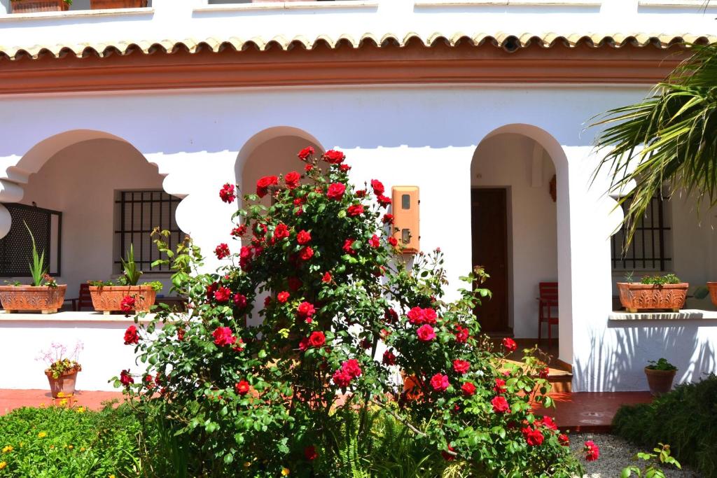 a bush of red roses in front of a building at Hostal Alhambra in Zahora