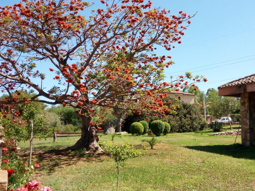 a tree with red flowers in a yard at Appartamenti Is Murdegus in Tortolì