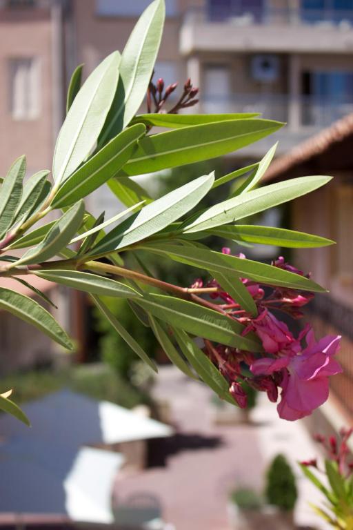 Le Concorde - Resim 44