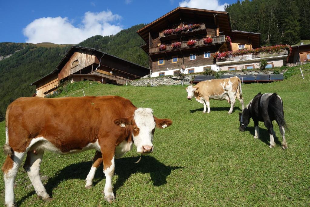 three cows grazing in a field in front of a building at Wachtlerhof in Matrei in Osttirol