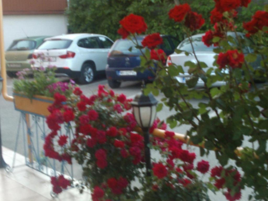 a bunch of red flowers and a street light at Pension Popas Paradis in Buziaş