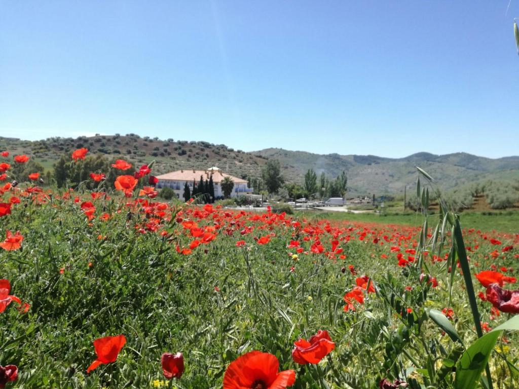 um campo de flores vermelhas com montanhas ao fundo em Hotel Arco del Sol em Colmenar