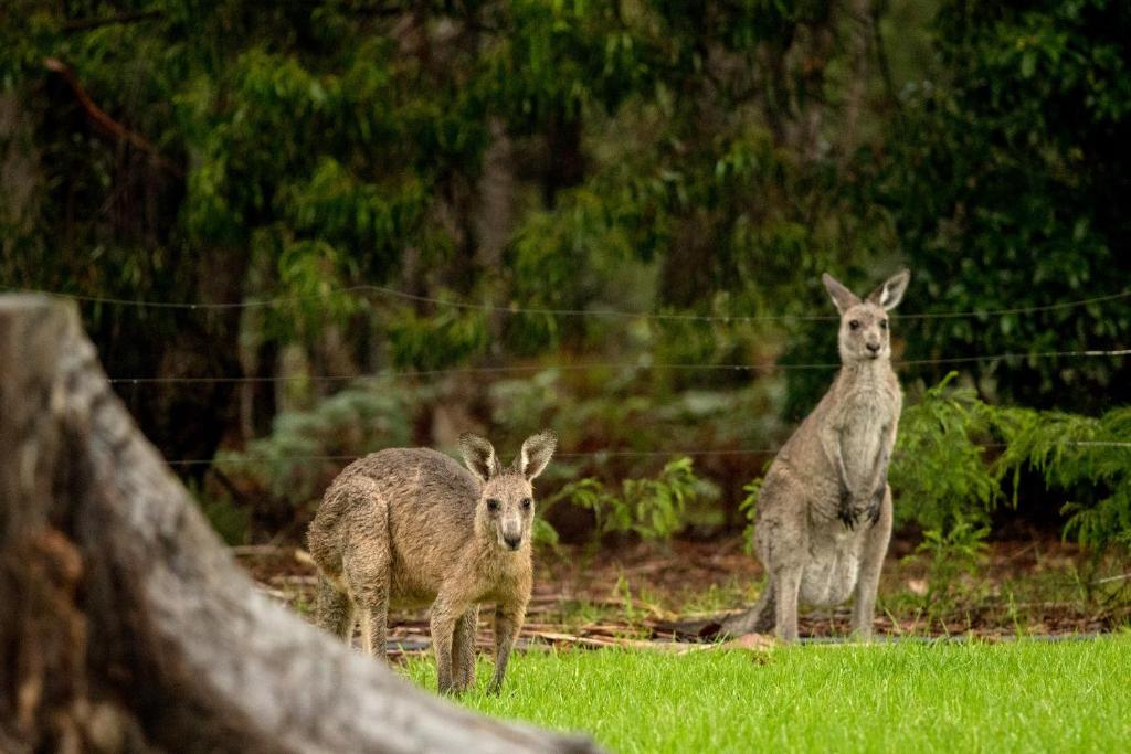 a group of kangaroos standing in a field at Kalaru Holiday Park in Tathra