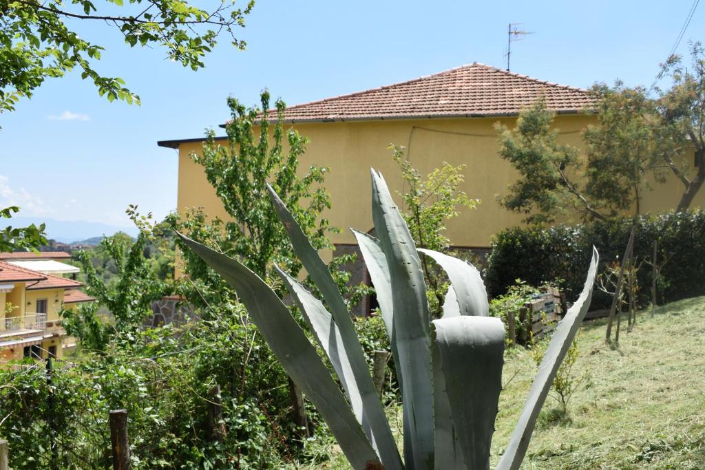 a plant in a garden with a house in the background at La Vecchia Taverna B&B in Prignano Cilento
