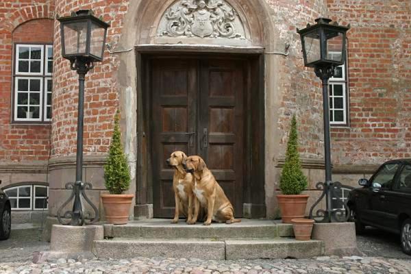 Domácí mazlíčci ubytovaní s hosty v ubytování Broholm Castle