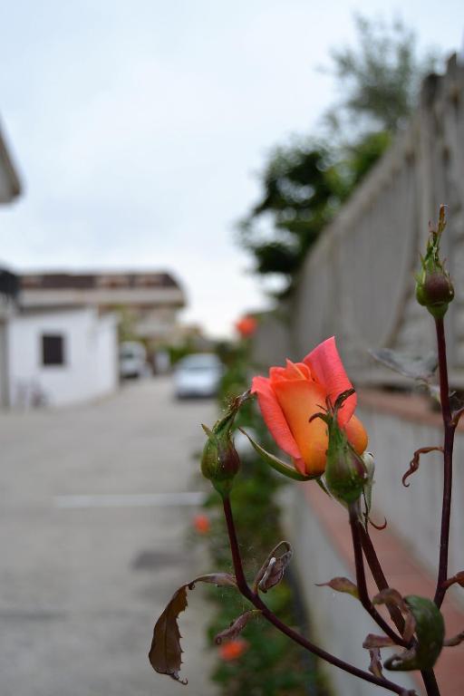 Fotografie z fotogalerie ubytování Il Girasole Formia Guesthouse rooms v destinaci Formia