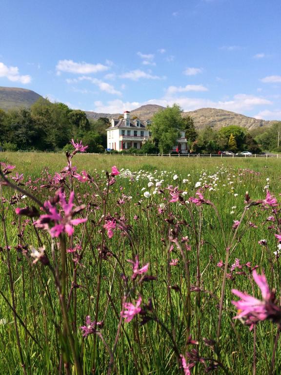 a field of pink flowers in front of a house at Staigue Fort House in Caherdaniel