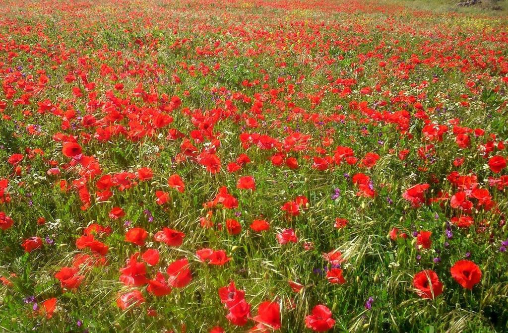 a field of red flowers in a field at Al Lago in Zahara de la Sierra