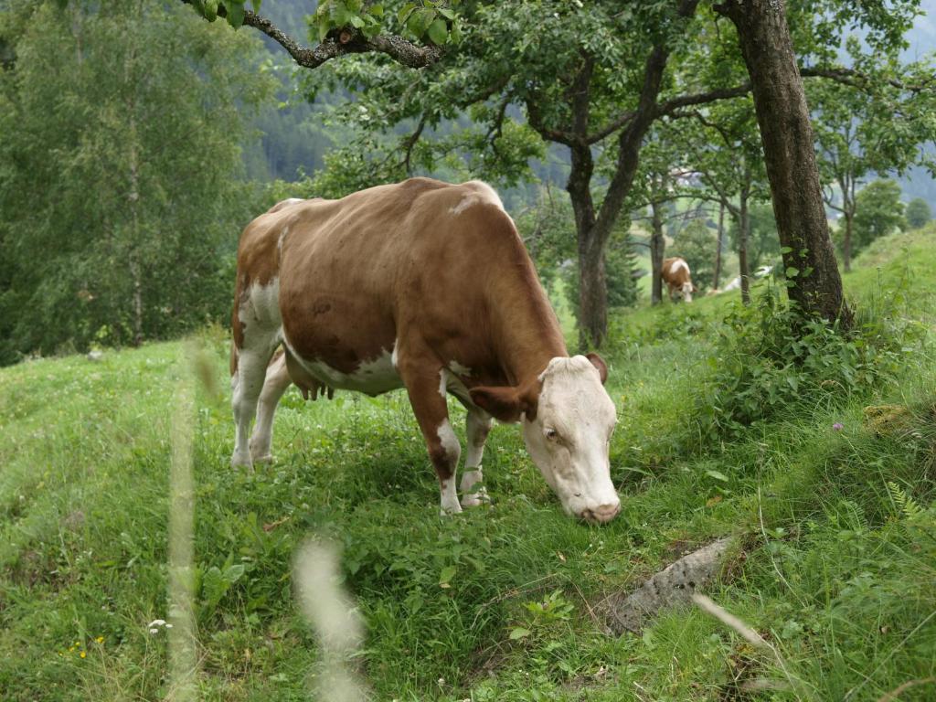 Állatok a vidéki vendégházban vagy a közelben