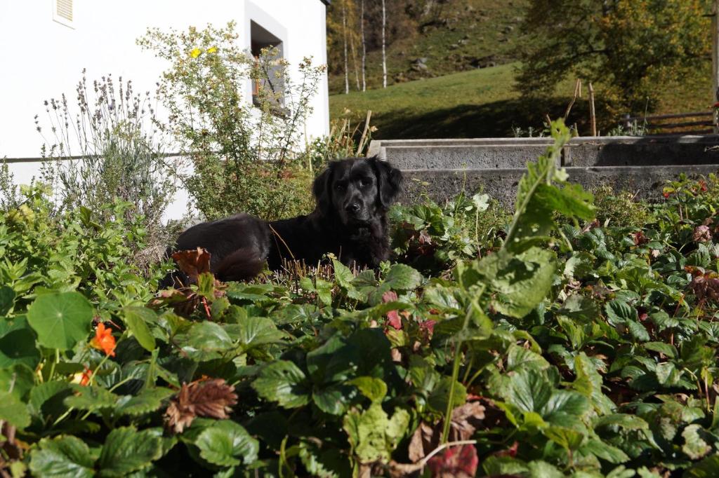 A garden outside Biobauernhof Spieszschweiger