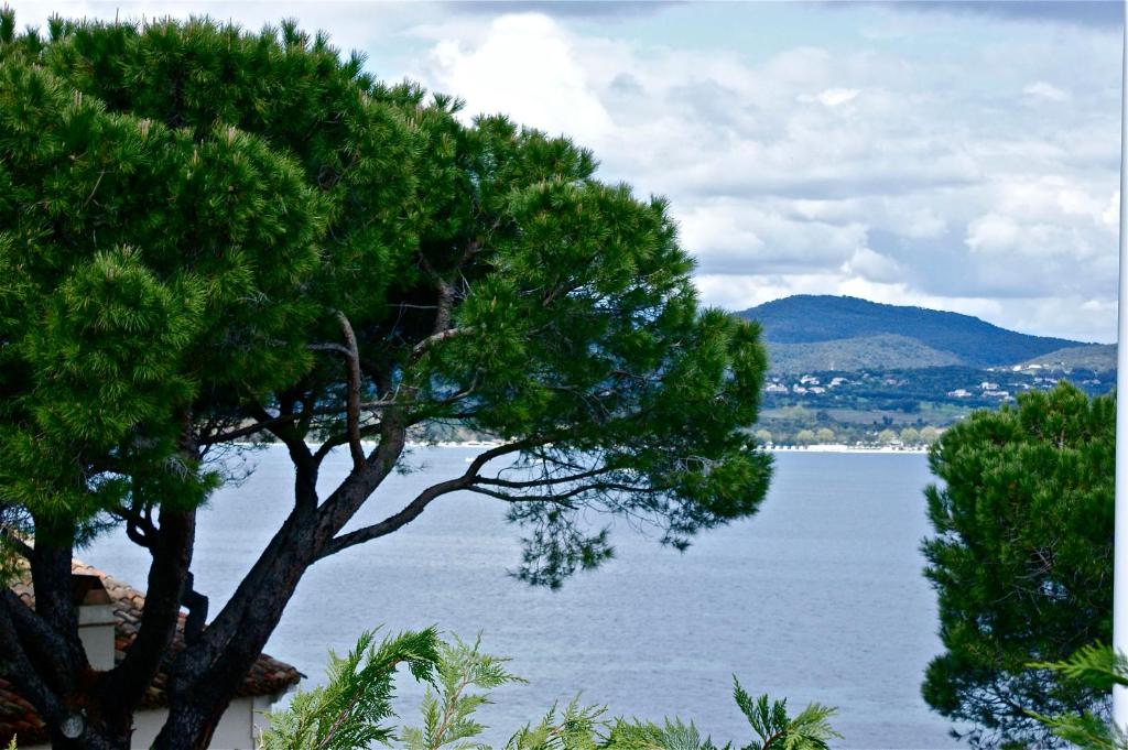 a tree in front of a large body of water at Hotel Villa Maya in Saint-Tropez