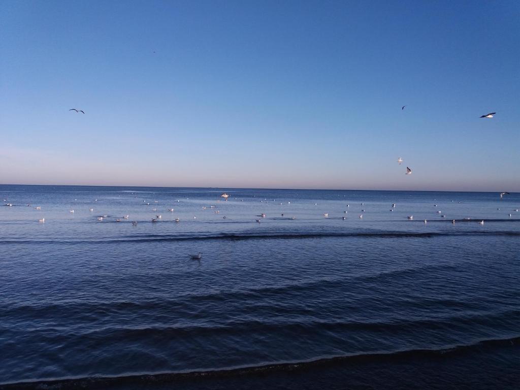 グダニスクにあるSound Of The Seaの海水浴場の人々