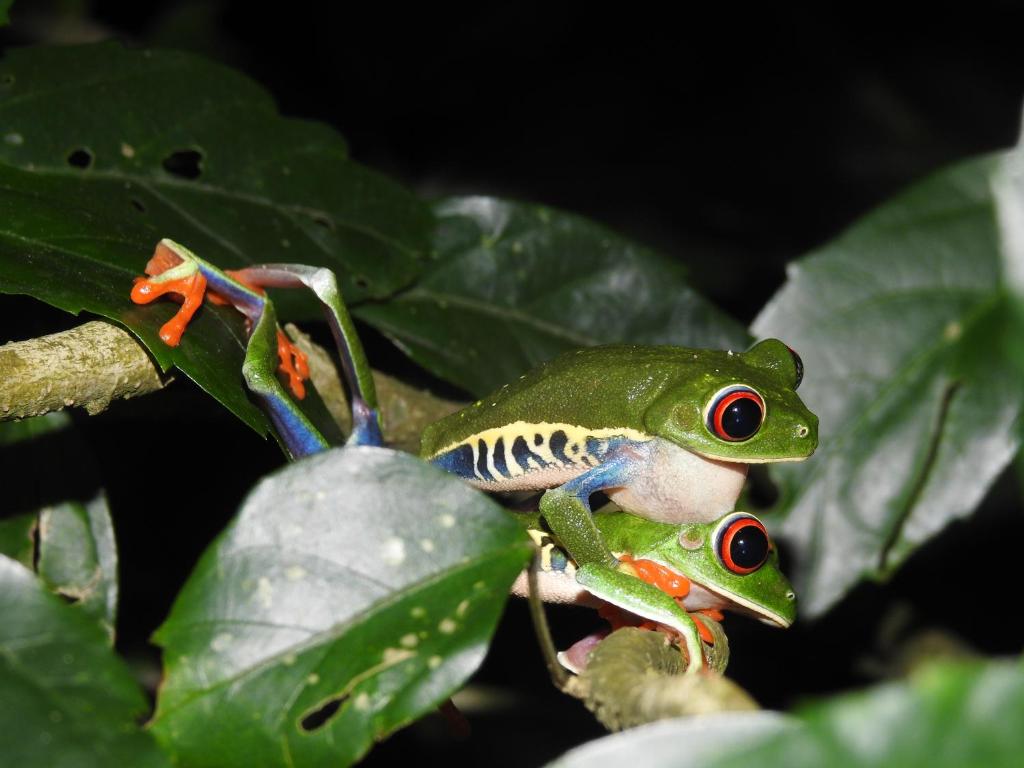 a green frog sitting on a leaf at Rio Celeste Backpackers in Bijagua