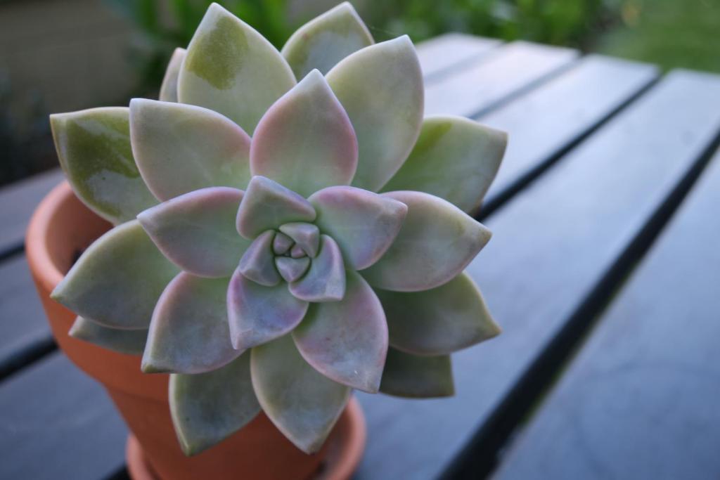 Roselands Motel - Resim 41