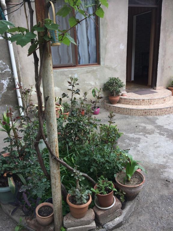Zahrada ubytování Guesthouse Gia