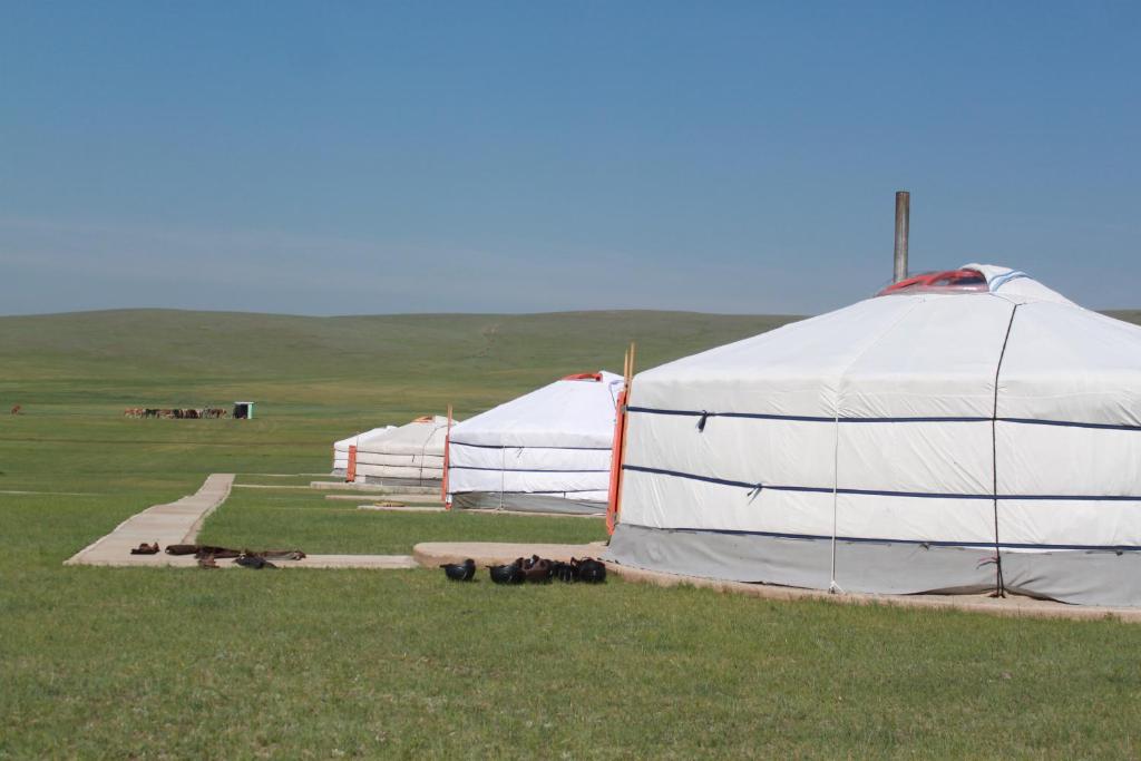 dwa białe namioty na polu ze zwierzętami w trawie w obiekcie Nomad Horse Camp w mieście Nalayh