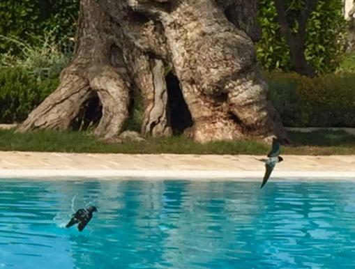 two birds in the water next to a tree at Masseria Torre Del Diamante in Torre Canne
