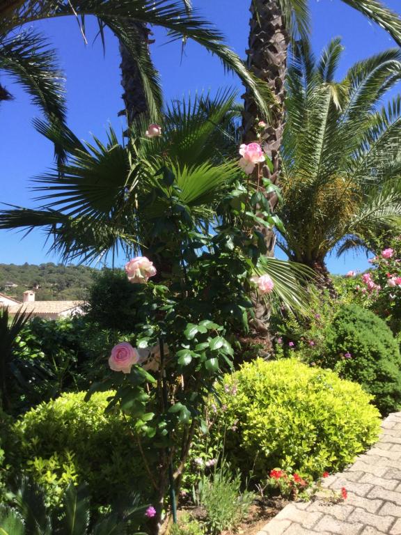 um jardim com flores cor-de-rosa e palmeiras em Jacadi em La Croix-Valmer