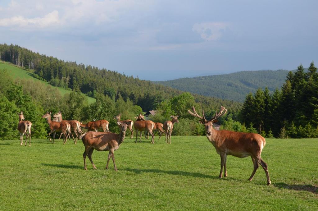 Zvířata v penzionu – hostince nebo okolí