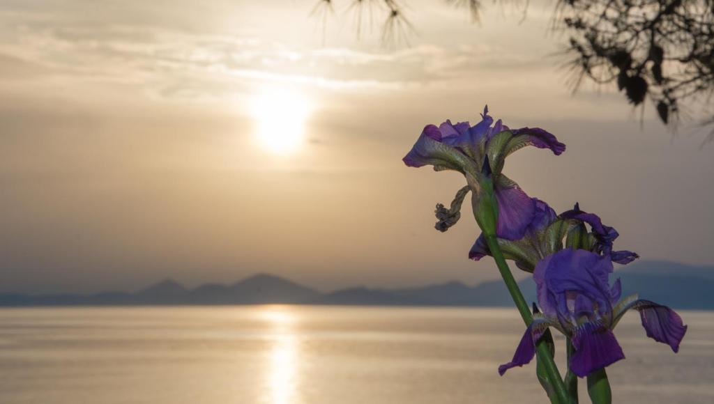 a purple flower with the sun in the background at Seasidehouse in Hydra