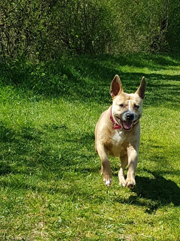 a brown dog running in the grass at Nina´s Appartement Bad Mitterndorf in Bad Mitterndorf