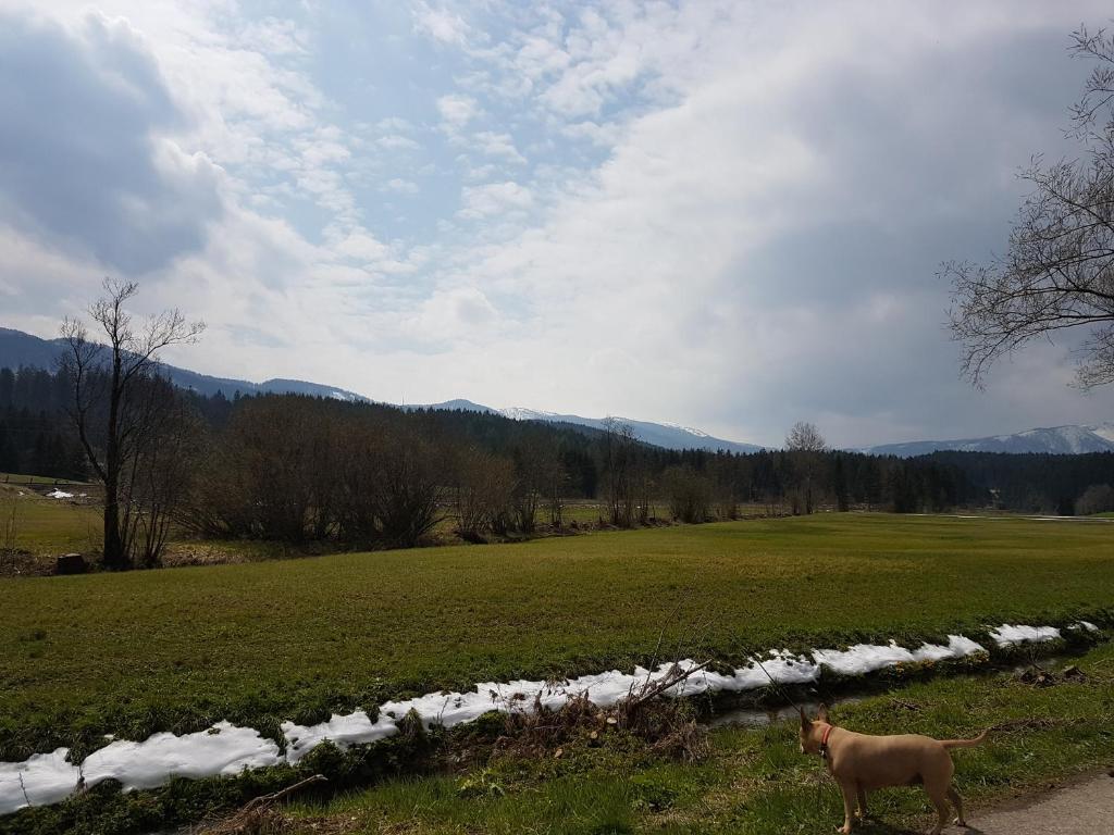 Fotografia z galérie ubytovania Nina´s Appartement Bad Mitterndorf v destinácii Bad Mitterndorf