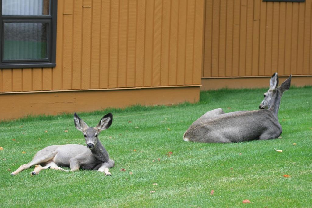 two deer laying in the grass next to a building at Fairmont Villas Mountainside in Fairmont Hot Springs