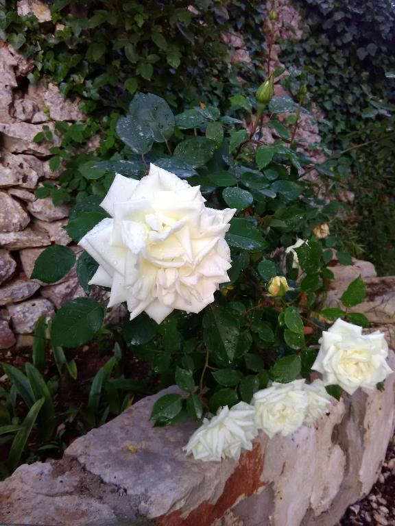 A garden outside Trulli Sarmenzanello