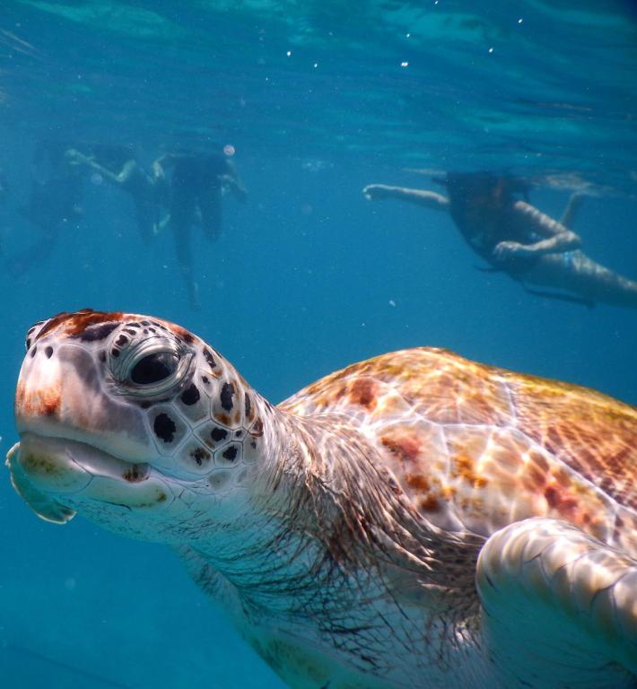 Cozy Sea view Inn - 15