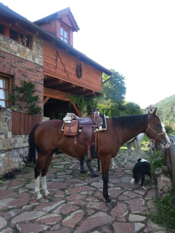 Zwierzęta in lodge lub w pobliżu