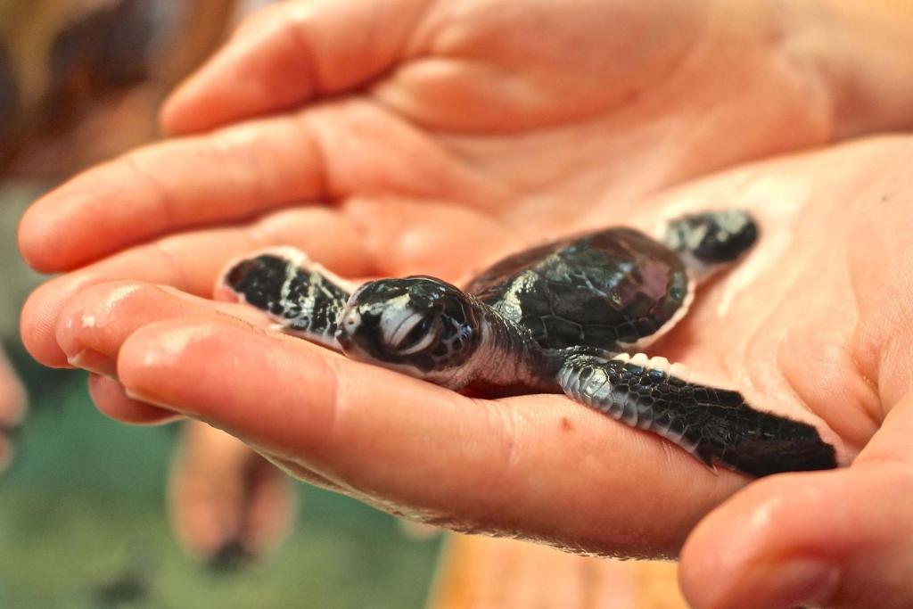 Cozy Sea view Inn - 14