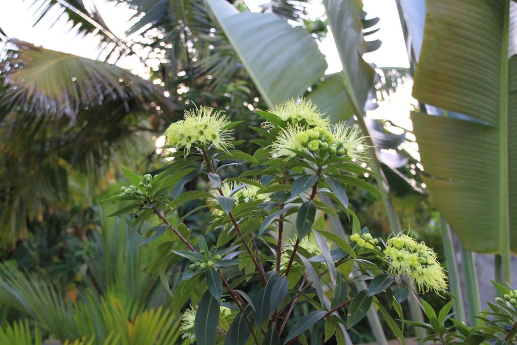 Coral Palm Villa and Apartment - 5