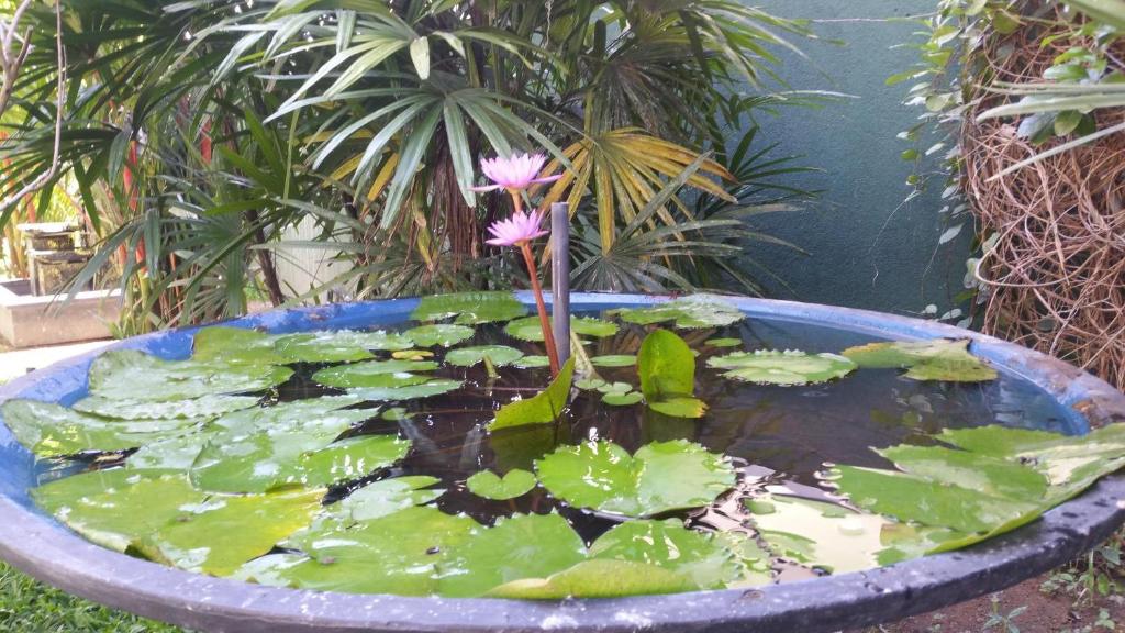 Coral Palm Villa and Apartment - 4