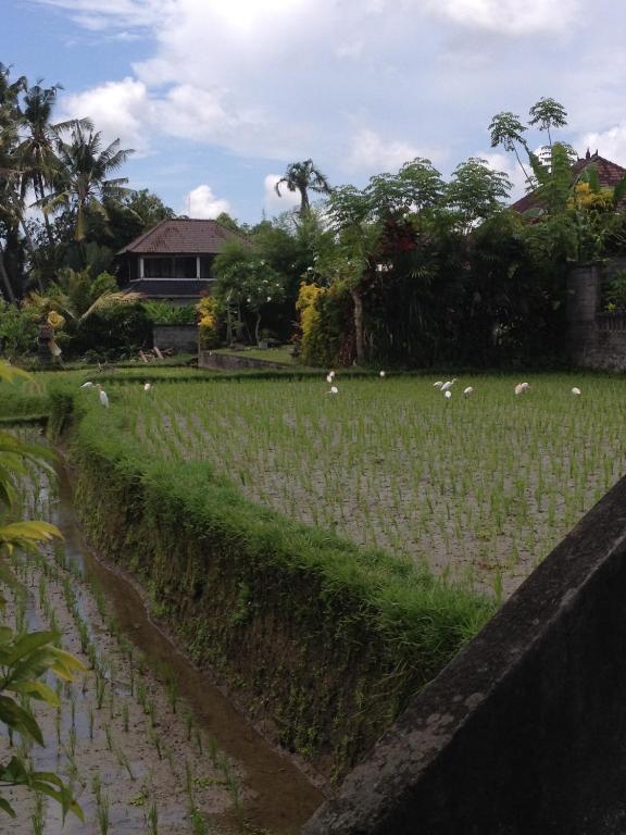 Zahrada ubytování Bali Firefly BnB