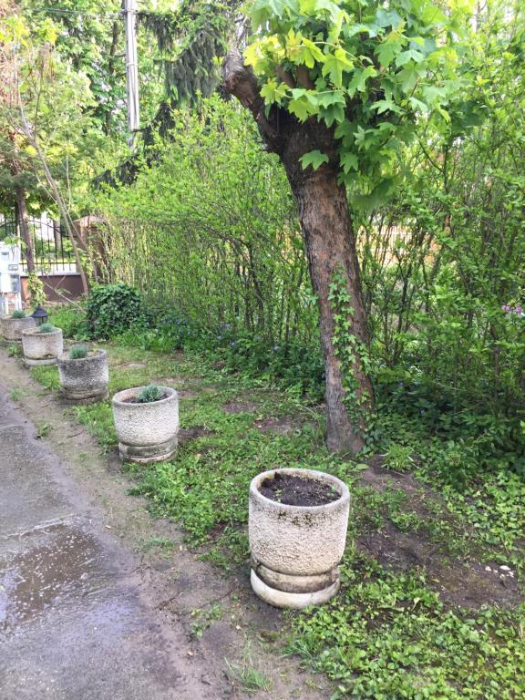 Zahrada ubytování Pálma Apartmanház Siófok