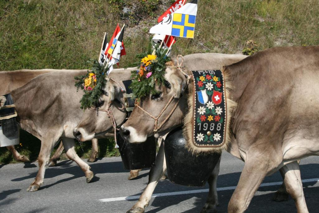Zvířata v hotelu nebo okolí