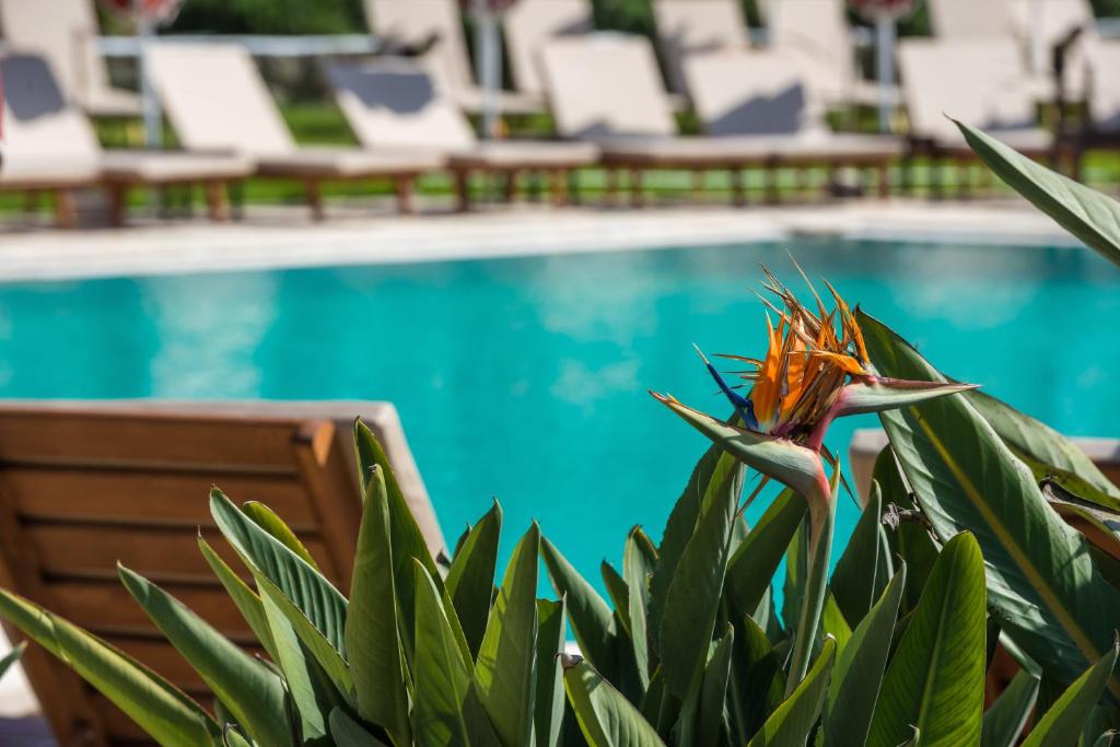 Bazen v nastanitvi oz. blizu nastanitve Bitzaro Grande Hotel & Suites