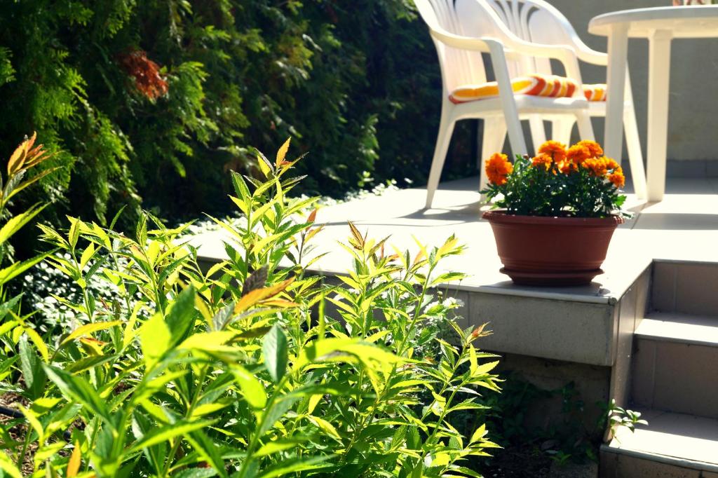 Zahrada ubytování Arizona apartman