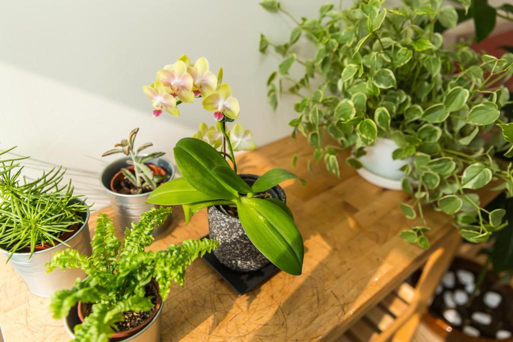 a wooden table topped with lots of different types of plants at Mr. Lobster’s Secret Den design hostel in Taipei