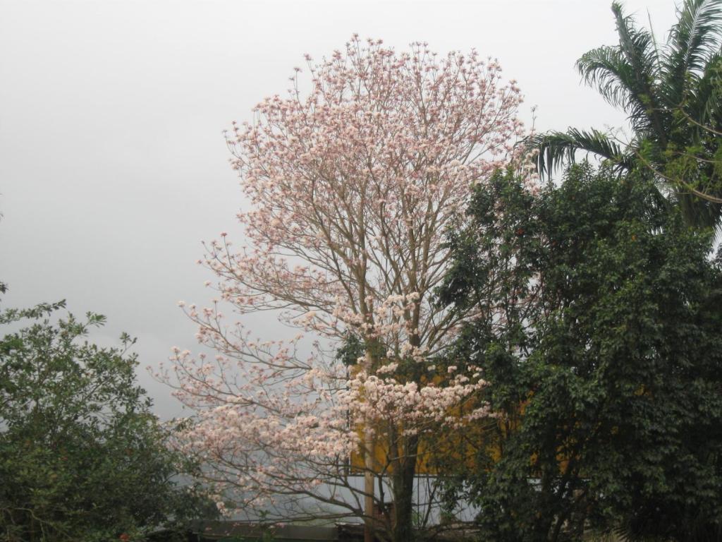  Hotel Pousada Portal da Palmeira