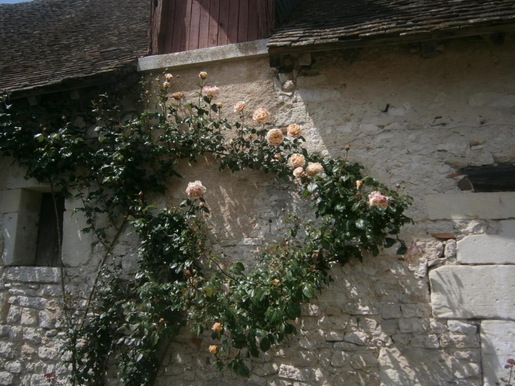 a bunch of flowers on the side of a building at Chateau de Chémery in Chémery