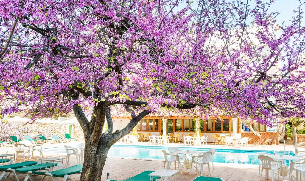 a tree with purple flowers next to a swimming pool at Hotel Gaya in Paguera